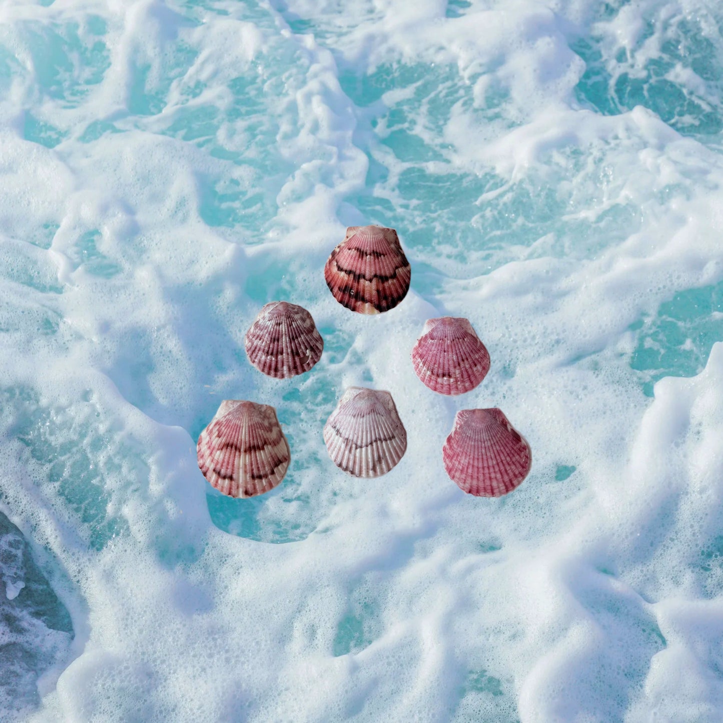 Seashell Earrings