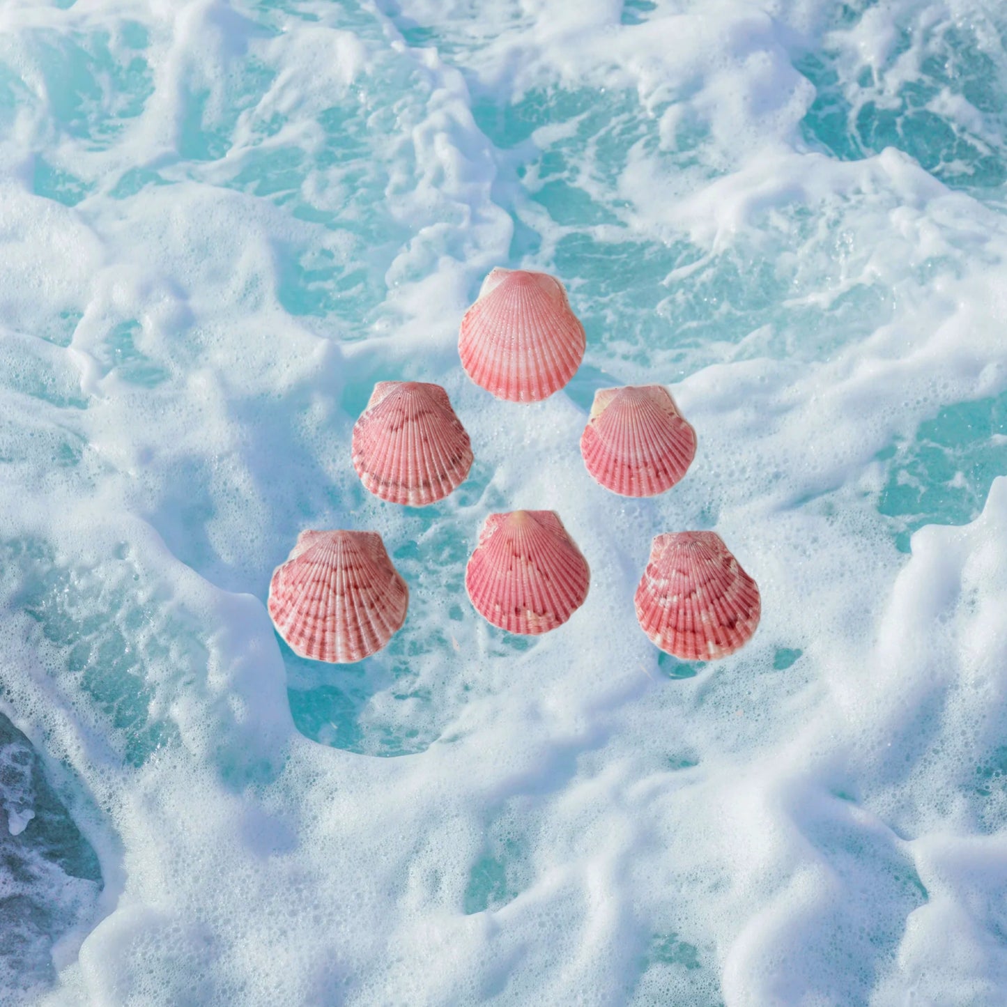 Seashell Earrings