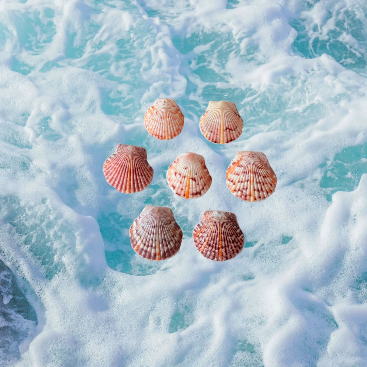 Seashell Earrings