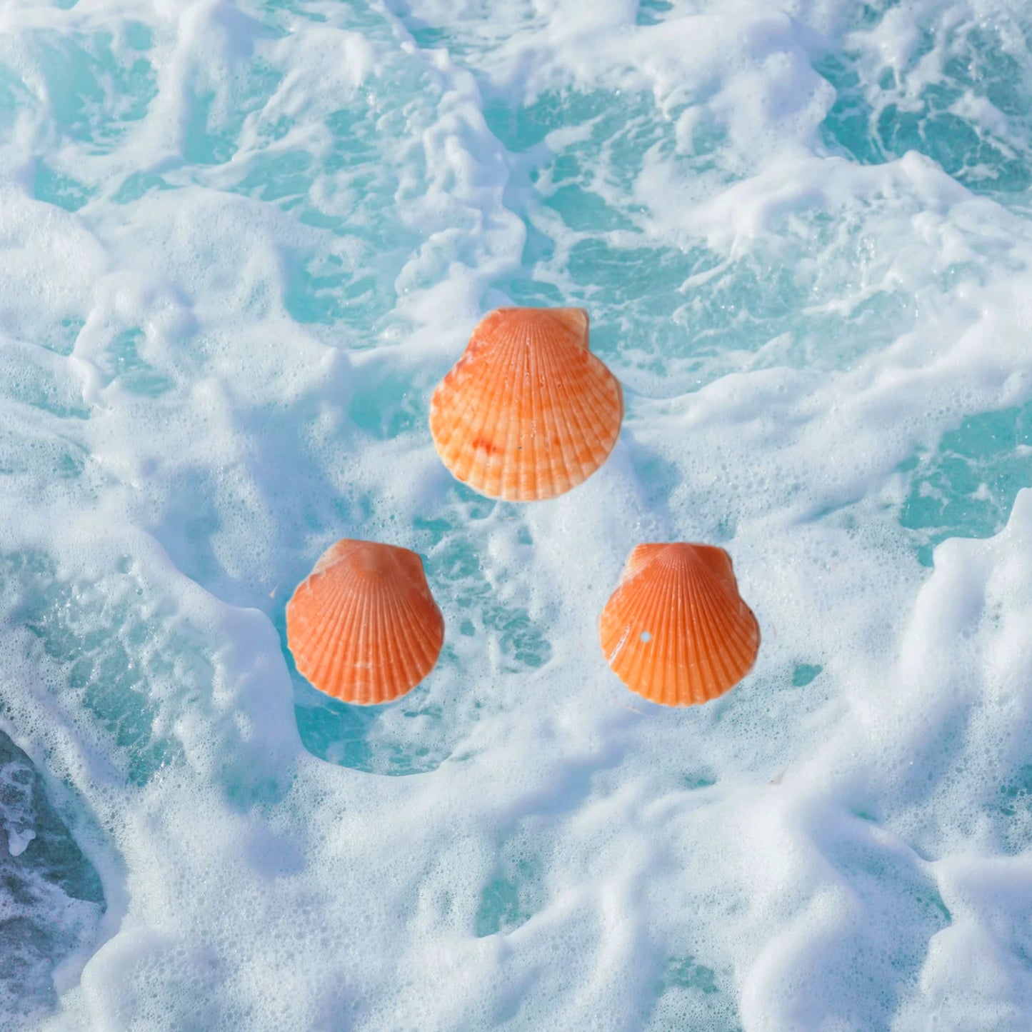 Seashell Earrings