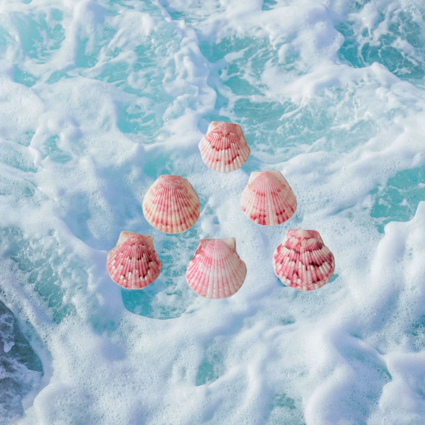 Seashell Earrings